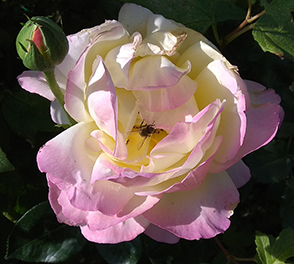 Кай Кью, в розовой розе пчела
